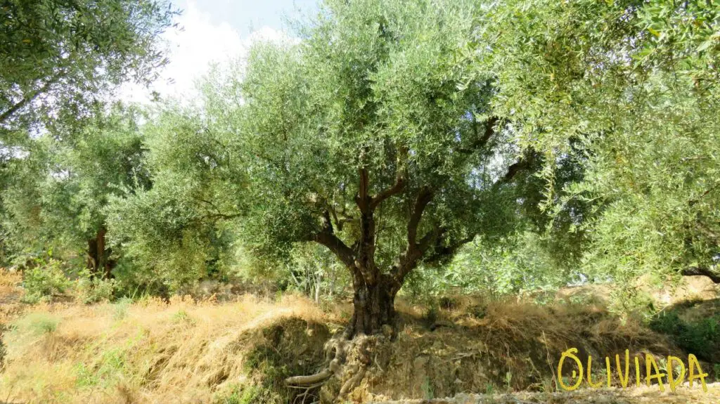 olive tree root system