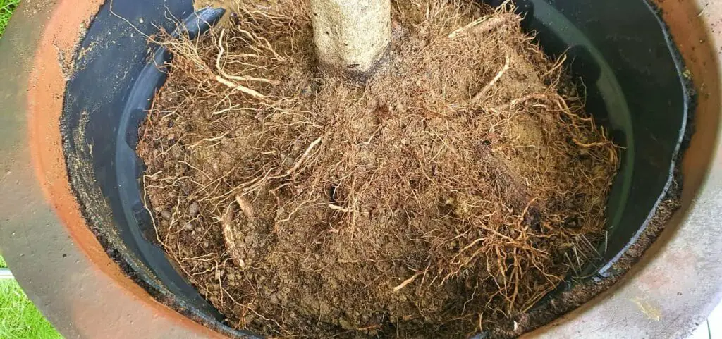olive tree root system potted