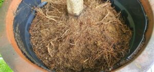 Olive Tree Root Systems: Invasive Or Not? A Variety Comparison