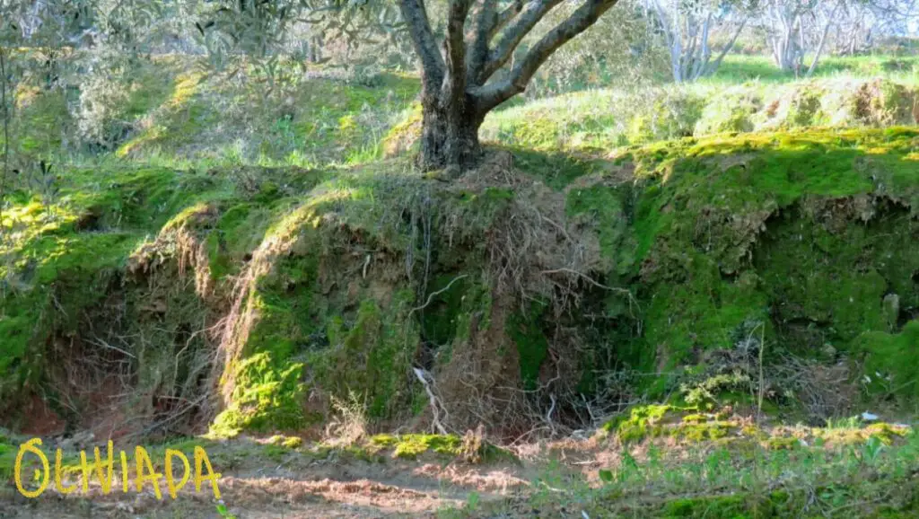 Olive tree root system: invasive or not - Detailed visualization of an olive tree's roots extending into the soil, demonstrating their potential for spreading and invasiveness.