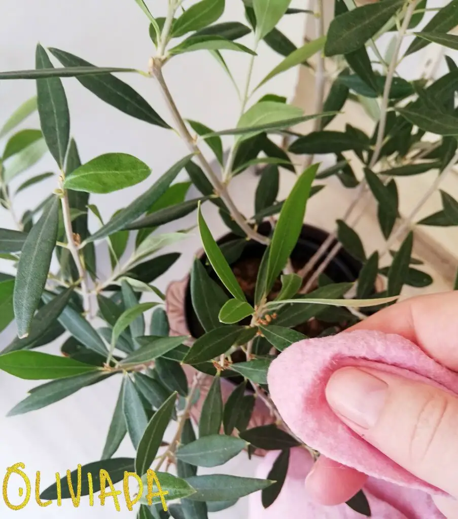 olive tree sanitation leaf cleaning