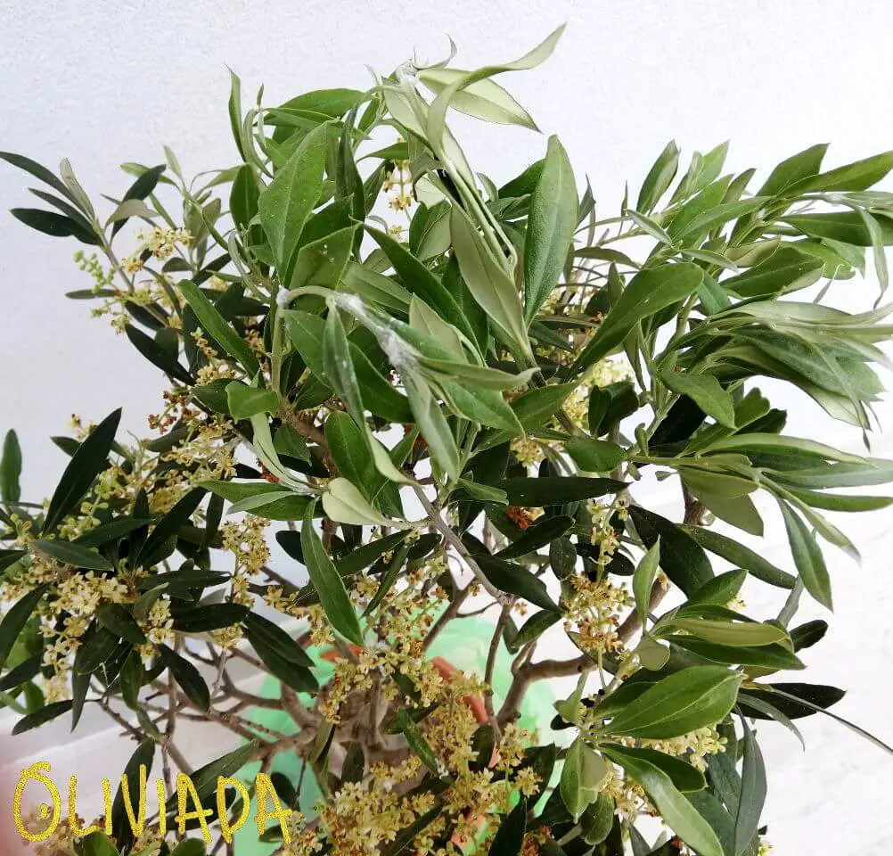 olive tree underwatering and pests issues 1