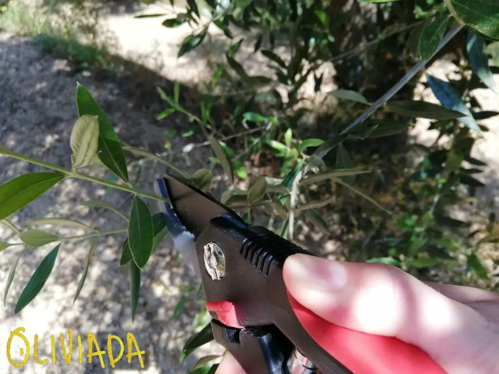 pruning techniques for olive trees