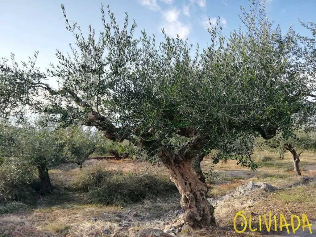 semi dwarf olive trees height