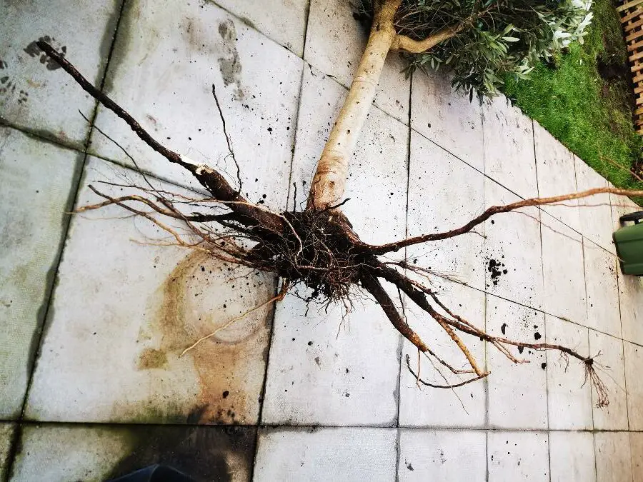 shallow olive tree root system noninvasive rotated