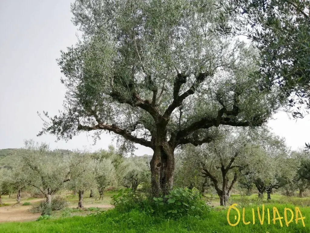 standard olive trees height