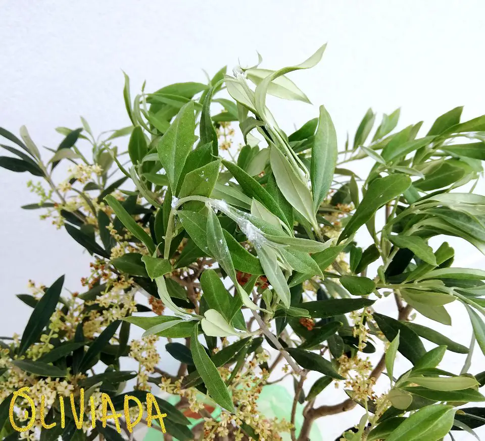 underwatered olive tree watering issues