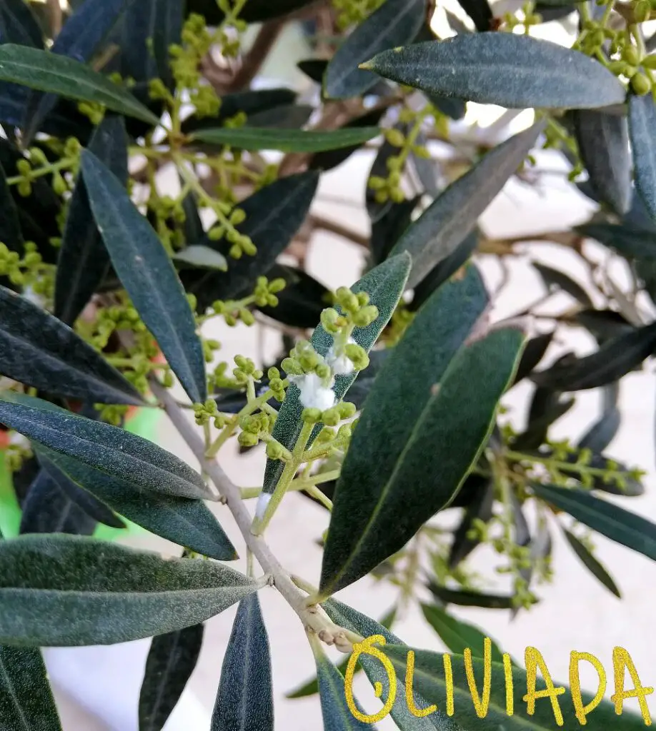 white fluff on olive trees wooly aphid