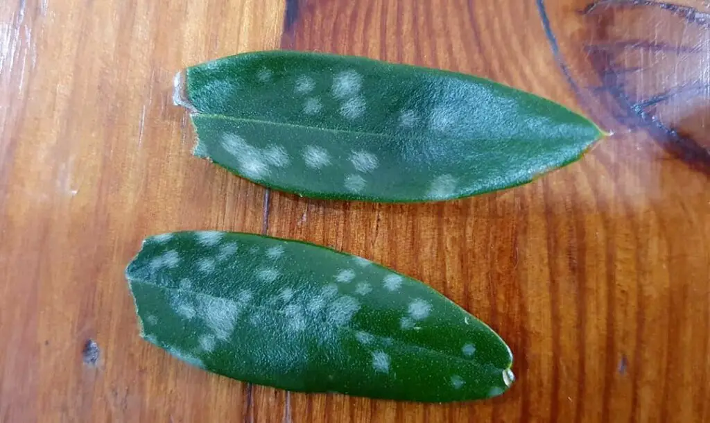 white spots on olive tree leaves powdery mildew fungus