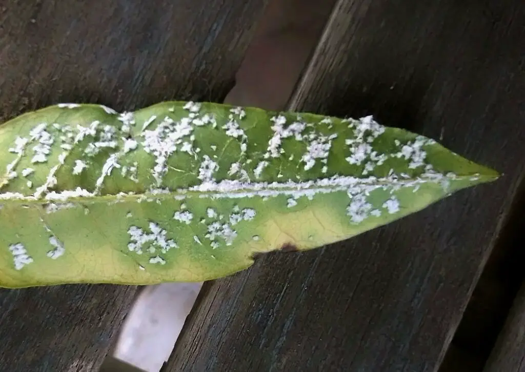 white stuff on olive tree leaves mealybugs