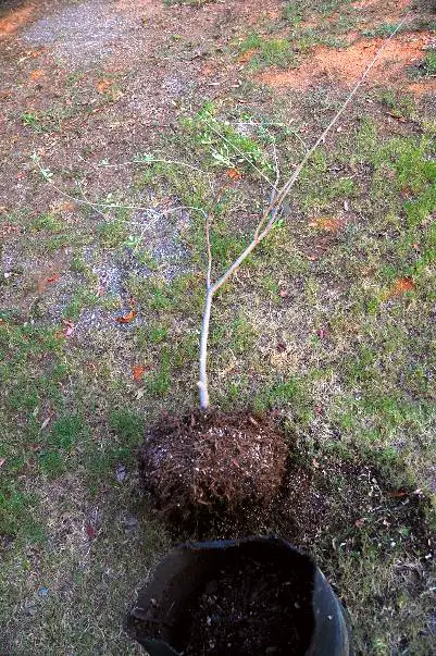 young potted olive tree root system