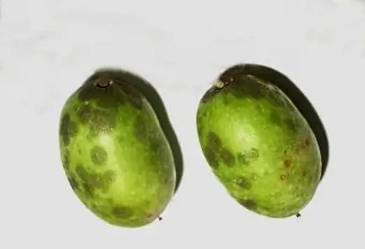 black spots on olives