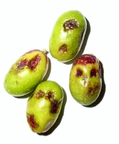 brown spots on olives