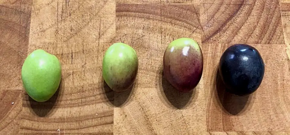 olive ripening level