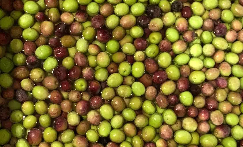 olives in a brine