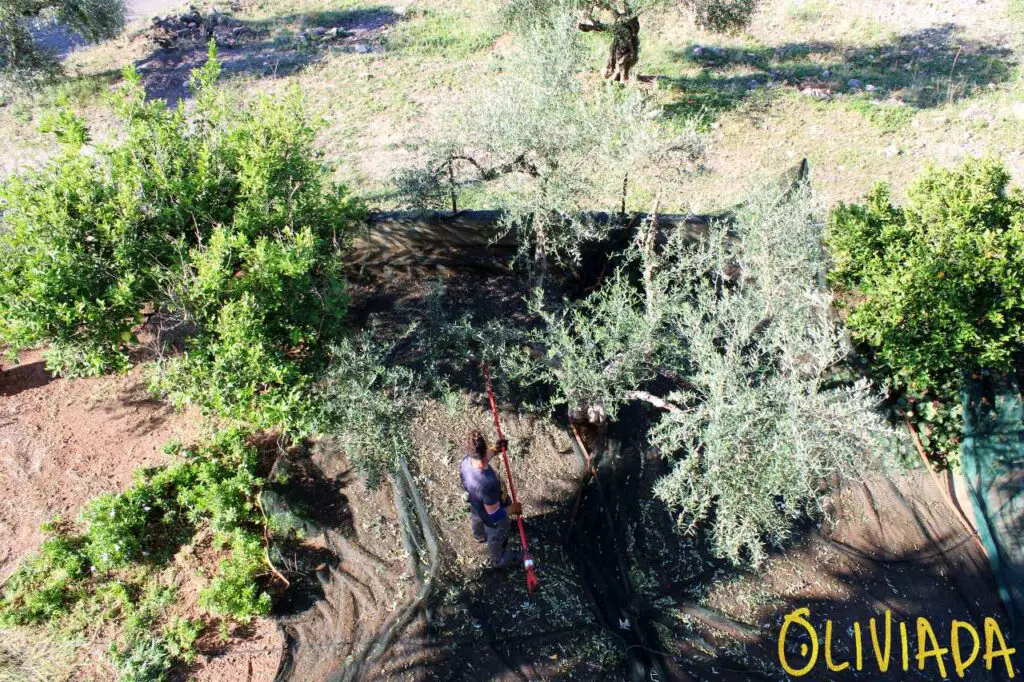 organic olive oil harvesting
