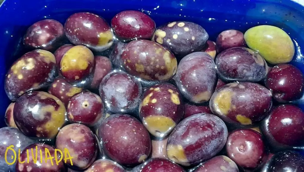 This image showcases a variety of olives, some of which display different colored spots, representing various causes such as oxidation, fermentation, salt or mineral crystallization, and mold growth, that are discussed in the accompanying text.